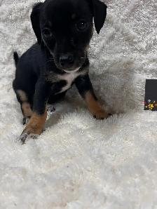 Chi Terrier (toy fox) - Photo 2