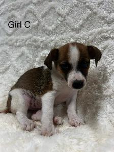 Chi Terrier (toy fox) - Photo 3