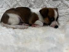 Chi Terrier (toy fox) - Photo 4