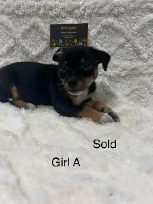 Chi Terrier (toy fox) - Photo 5