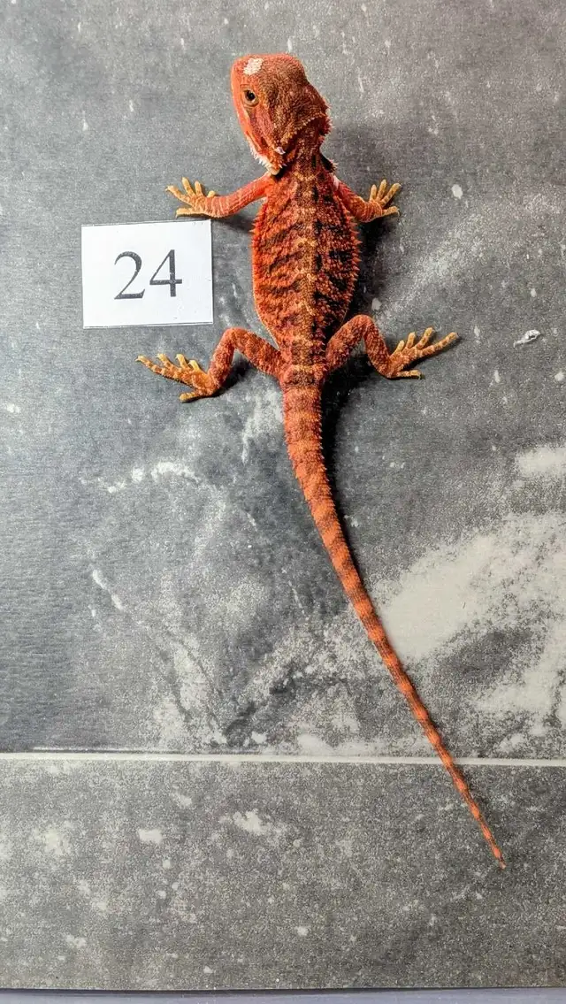 Dragon barbu né chez Désertéric