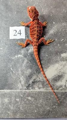 Dragon barbu né chez Désertéric