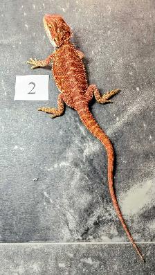 Dragon barbu né chez Désertéric - Photo 2
