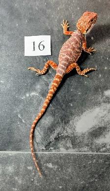 Dragon barbu né chez Désertéric - Photo 3