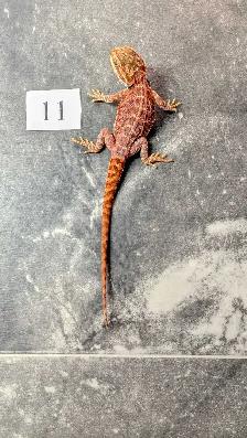 Dragon barbu né chez Désertéric - Photo 4