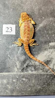 Dragon barbu né chez Désertéric - Photo 5
