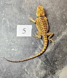 Dragon barbu né chez Désertéric - Photo 6