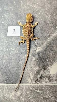 Dragon barbu né chez Désertéric - Photo 7