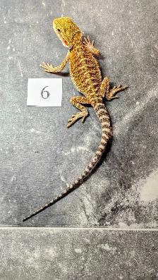 Dragon barbu né chez Désertéric - Photo 8