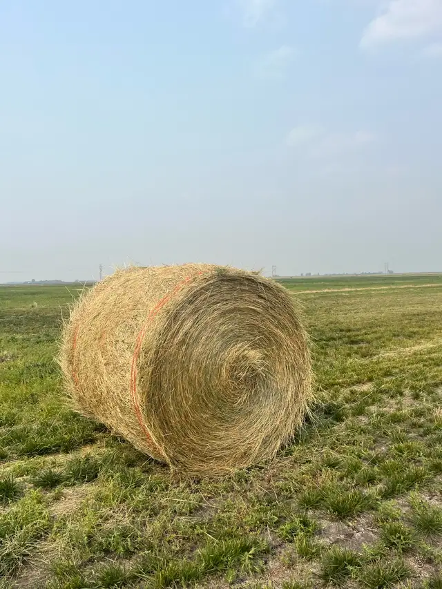Tall Fescue Bales