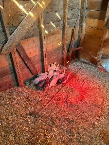 Guinea Keets
