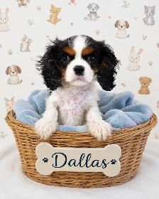 Cavalier King Charles mâle enregistré
