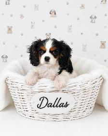Cavalier King Charles mâle enregistré - Photo 2