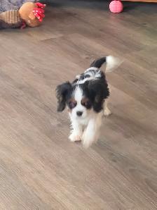 Cavalier King Charles mâle enregistré - Photo 3