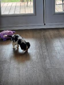Cavalier King Charles mâle enregistré - Photo 4