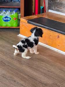 Cavalier King Charles mâle enregistré - Photo 5