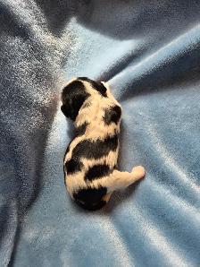 Cavalier King Charles mâle enregistré - Photo 6