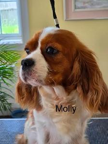 Cavalier King Charles mâle enregistré - Photo 8