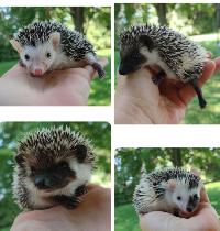 ❤️Sweet reverse pinto/ full masked hedgehog babies! Text only :)