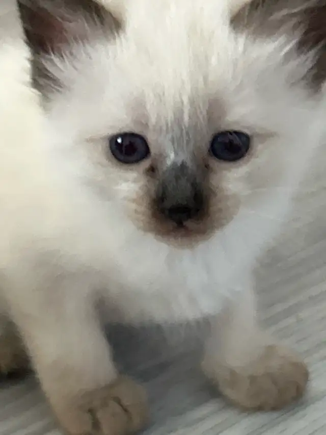 CHAT SIAMOIS