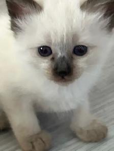 CHAT SIAMOIS
