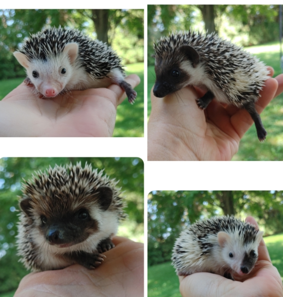❤️Sweet reverse pinto/ full masked hedgehog babies! Text only :)