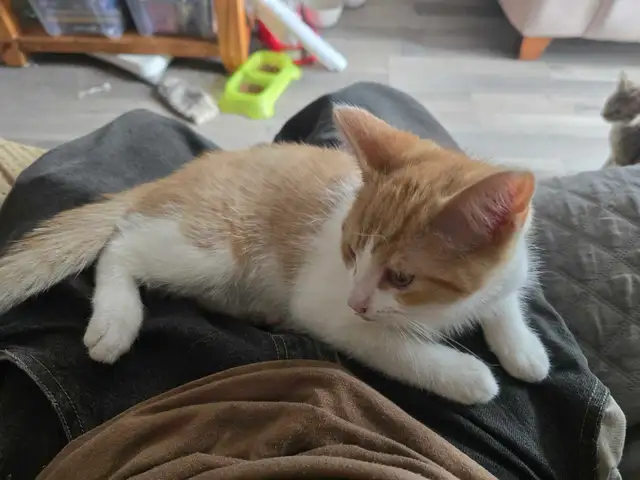 Cute Orange kitten male for adoption only 99$