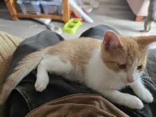 Cute Orange kitten male for adoption only 99$ - Photo 2