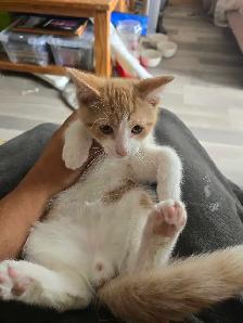 Cute Orange kitten male for adoption only 99$ - Photo 3