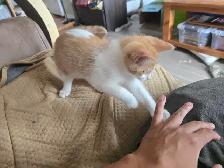 Cute Orange kitten male for adoption only 99$ - Photo 4
