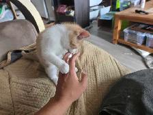 Cute Orange kitten male for adoption only 99$ - Photo 7
