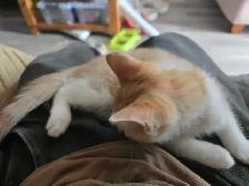 Cute Orange kitten male for adoption only 99$ - Photo 8