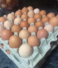 Eggs for sale