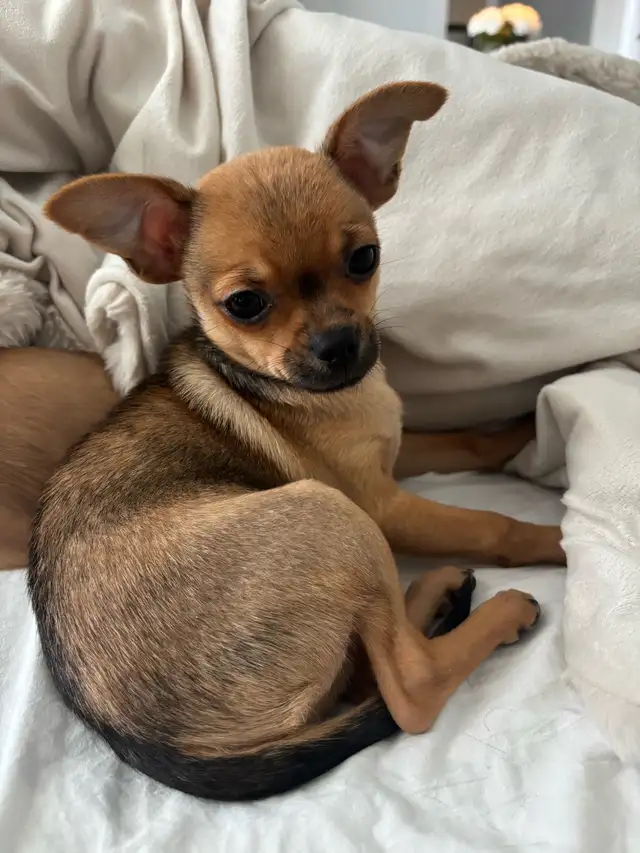 chihuahua à vendre