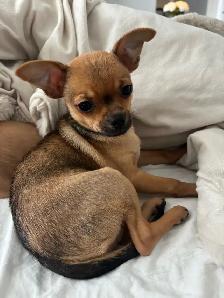 chihuahua à vendre