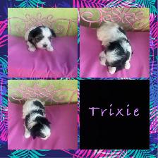 Tiny Adorable biewer Yorkie - Photo 3