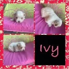 Tiny Adorable biewer Yorkie - Photo 4