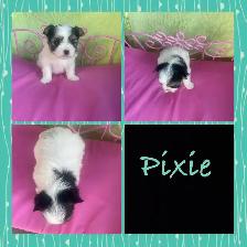 Tiny Adorable biewer Yorkie - Photo 5