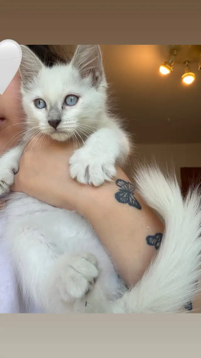 RAGDOLL KITTEN ( 1 LEFT ONLY!)
