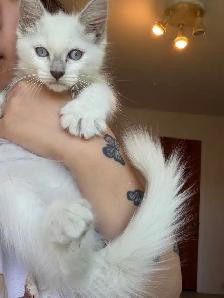 RAGDOLL KITTEN ( 1 LEFT ONLY!) - Photo 2