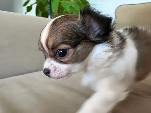 Purebred long-haired apple-head chihuahua puppies available now