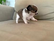 Purebred long-haired apple-head chihuahua puppies available now - Photo 2