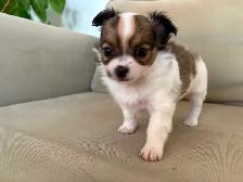 Purebred long-haired apple-head chihuahua puppies available now - Photo 3