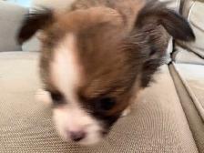 Purebred long-haired apple-head chihuahua puppies available now - Photo 4
