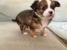 Purebred long-haired apple-head chihuahua puppies available now - Photo 5