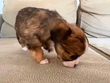 Purebred long-haired apple-head chihuahua puppies available now - Photo 6