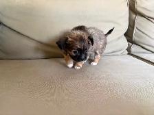 Purebred long-haired apple-head chihuahua puppies available now - Photo 7