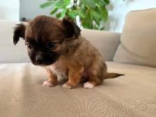 Purebred long-haired apple-head chihuahua puppies available now - Photo 8