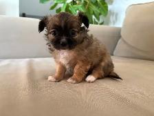 Purebred long-haired apple-head chihuahua puppies available now - Photo 9