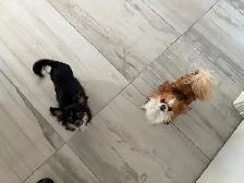 Purebred long-haired apple-head chihuahua puppies available now - Photo 10